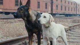 狗回家的电影国产在线观看,国产温情电影在线观看指南